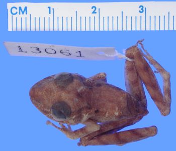 Media type: image; Herpetology A-13061